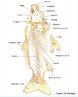 Peixes sseos cobertos por escamas de origem drmicas. Apresentam boca anterior e nadadeira caudal homocerca. <br/><br/> Palavras-chave: Ostectes. Peixes. sseo. Esqueleto. Anatomia. 