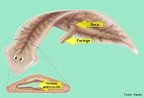  incompleto, pois no possui nus. Ele  composto de boca, faringe e intestino com trs troncos bastante ramificados, o que facilita a distribuio do alimento digerido. O que no  utilizado na digesto  eliminado pela boca. As planrias possuem a boca na regio ventral e uma faringe prottil (exteriorizada), o que facilita a captao de alimento, que  sugado em pequenas quantidades. <br/><br/> Palavras-chave: digesto, platelminthes, invertebrados. 