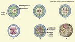 Ocorre após a fecundação. É caracterizada como a 1ª fase do desenvolvimento embrionário, na qual, o zigoto sofre sucessivas divisões mitóticas até se transformar na estrutura chamada de blástula. <br/><br/> Palavras-chave: Embriologia, divisão celular, mitose, nidação, mórula, blastocisto. 