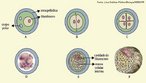 Ocorre aps a fecundao.  caracterizada como a 1 fase do desenvolvimento embrionrio, na qual, o zigoto sofre sucessivas divises mitticas at se transformar na estrutura chamada de blstula. <br/><br/> Palavras-chave: Embriologia, diviso celular, mitose, nidao, mrula, blastocisto. 