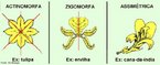 Diviso imaginria de uma planta, em duas ou mais partes iguais. <br/><br/> Palavras-chave: actinomorfa, zigomorfa, assimtrica, plantas. 