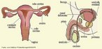 Corresponde a um grupo de rgos necessrios aos processos de reproduo. As unidades bsicas da reproduo sexual so as clulas germinativas masculinas e femininas e, as substncias no-vivas, tais como fluidos, hormnios e feromnios so acessrios importantes para o sistema reprodutivo. <br/><br/> Palavras-chave: reproduo, formao de espcies, aparelhos reprodutivos, testculos, vrios, espermatozides, vulos.  