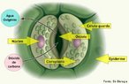 Os estômatos, células presentes nos cloroplastos e ricas em pigmentos fotossintetizantes, apresentam uma abertura dita ostíolo, por onde ocorre as trocas gasosas entre a planta e o meio externo. <br/><br/> Palavras-chave: Fisiologia vegetal, célula-guarda, epiderme, folhas, cloroplastos, estômatos, fotossíntese, transpiração, respiração. 