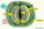 Os estmatos, clulas presentes nos cloroplastos e ricas em pigmentos fotossintetizantes, apresentam uma abertura dita ostolo, por onde ocorre as trocas gasosas entre a planta e o meio externo. <br/><br/> Palavras-chave: Fisiologia vegetal, clula-guarda, epiderme, folhas, cloroplastos, estmatos, fotossntese, transpirao, respirao. 