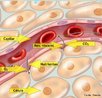 O sistema circulatrio  responsvel pelo fornecimento de oxignio e substncias nutritivas s clulas. A nvel tecidual, recolhe e transporta os produtos finais do metabolismo (resduos txicos) at os rgos responsveis por sua eliminao. <br/><br/> Palavras-chave: sangue, circulao, capilares, hemcias, vasos sanguneos, trocas de substncias. 