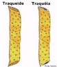 Cada célula do xilema é denominada de elemento de vaso e se dispõe uma atrás da outra, formando tubulações contínuas (vasos condutores) por onde a água e os sais circulam. Nas Angiospermas, os vasos condutores são formados por células que não têm paredes entre si, ficando o tubo completamente aberto. São chamados de traquéias. Nas Gimnospermas, a parede que separa uma célula da outra continua existindo, sendo a água obrigada a passar por pequenos poros ou pontuações. São chamados, então, de traqueídes. <br/><br/> Palavras-chave: xilema, célula, vaso, condutor, tubulações, água, circulação, tráqueias, traqueídes, Angiospermas, Gimnospermas, poros, Biodiversidade, Sistema Biológico, Botânica, Biologia, Ciências. 