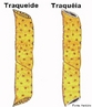 Cada clula do xilema  denominada de elemento de vaso e se dispe uma atrs da outra, formando tubulaes contnuas (vasos condutores) por onde a gua e os sais circulam. Nas Angiospermas, os vasos condutores so formados por clulas que no tm paredes entre si, ficando o tubo completamente aberto. So chamados de traquias. Nas Gimnospermas, a parede que separa uma clula da outra continua existindo, sendo a gua obrigada a passar por pequenos poros ou pontuaes. So chamados, ento, de traquedes. <br/><br/> Palavras-chave: xilema, clula, vaso, condutor, tubulaes, gua, circulao, trqueias, traquedes, Angiospermas, Gimnospermas, poros, Biodiversidade, Sistema Biolgico, Botnica, Biologia, Cincias. 