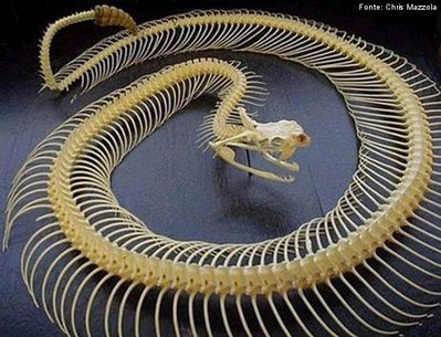 A verdade por trás do vídeo que mostra um 'esqueleto de cobra