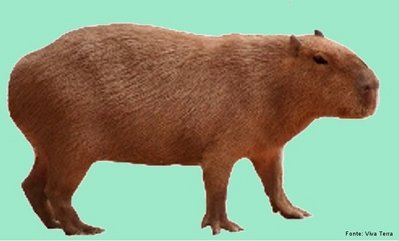 CRIAÇÃO DE ANIMAIS: Criação de Capivara