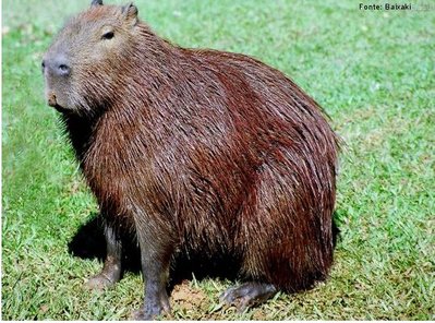 <3 Clara the Capybara  Capivara, Capivaras, Capivara desenho