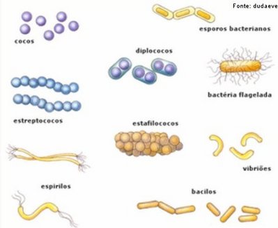 Resultado de imagem para formas das bactÃ©rias