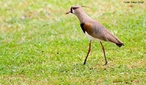 Ave que caracteriza-se pelo colorido geral cinza-claro, com ornatos pretos na cabea, peito e cauda. A barriga  branca e a asa tem penas verde-metlicas. Apresenta um penacho na regio posterior da cabea.  uma ave briguenta que provova rixa com qualquer outra espcie habitante da mesma campina.<br /> <br /> Palavra-chave: tu-tu, etologia, espanta boiada, Charadiidae