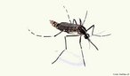O Aedes albopictus é um mosquito preto com listras brancas no corpo e uma faixa branca no tórax. Transmissor do vírus da dengue e da febre amarela, desenvolve-se em água parada e limpa. Até o momento, não há relatos, no Brasil, da ocorrência de dengue transmitida por esse mosquito.<br /> <br /> Palavra-chave: artrópodes, inseto, vetor, dengue, febre amarela.