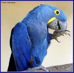 Arara azul