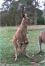 Os cangurus so encontrados somente na Austrlia, Nova Guin e em algumas de suas ilhas perto da praia, como a Tasmnia. So mamferos que pertencem a famlia Macropodidae, os animais desta famlia possuem as pernas traseiras bem mais desenvolvidas do que as pernas dianteiras. So marsupiais, isto , as fmeas possuem o marspio, bolsa externa que abriga os filhotes at ficarem grandes e seguros o bastante para explorarem o hbitat. <br /> <br /> Palavra-chave: Marsupiais. Mamferos. Macropodidae. Placenta. Desenvolvimento.