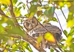 Apresenta porte mdio, orelhas proeminentes e disco facial claro. Encontrada em alguns pases da Amrica do Sul, incluindo o Brasil. De hbito noturno podendo ser encontrada ao entardecer.<br /> <br /> Palavra-chave: Strigidae, coruja-gato, crepuscular, aves, mocho-orelhudo.