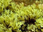 Alga castanha de ramificao regularmente dicotomica. Possui um talo fino, geralmente achatado. Fixa-se ao substrato atravs de rizides. Algumas plantas apresentam pontuaes alinhadas transversalmente ao sentido de crescimento da fronde.<br /> <br /> Palavra-chave: Phaeophyta, algas superiores, Reino Plantae.