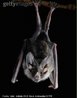 Animal vertebrado pertencente a classe dos mamíferos, com capacidade de voo. Alimenta-se, principalmente, de frutas, insetos, sangue de animais, peixes, néctar e pólen. Ao voar a noite, utiliza um sistema de localização conhecido como biosonar (emissão de ondas ultra-sônicas através das narinas ou boca). Algumas espécies se orientam através dos ecos. Embora possuam este recurso, apresentam visão de boa qualidade. Dependendo da espécie, a vida de um morcego vai de 10 a 25 anos de idade. <br /> <br /> Palavra-chave: mamífero voador, vampiro, vertebrado, biosonar, animal.