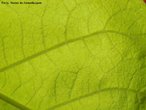 Nervuras são espessamentos das folhas das plantas vasculares, apresentam em seu interior conjuntos de vasos condutores de seiva. As folhas reticulares apresentam nervuras em rede.<br /> <br /> Palavra-chave: Botânica, anatomia, folha, nervuras, vasos condutores. 