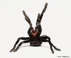 Tarântula ou (Caranguejeira) é uma aranha da Família Theraphosidae que se caracteriza por ter patas longas e com duas garras na ponta e o corpo revestido de pêlos.<br /> <br /> Palavra-chave: Zoologia, Artrópodes, Aracnídeos, Caranguejeira, Aranha, Theraphosidae, Patas, Pêlos.