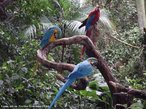 Aves da famlia Psittacidae.  capaz de emitir sons, imitar vozes, assoviar. Voa a curta distncia, pois tem um flego curto. Vive em bandos pequenos na Amrica do Sul e alimenta-se de frutas, sementes, larvas, flores e brotos. 