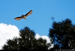 Carcar ou carancho,  um Falcondeo. Seu nome cientfico  "Polyborus plancus" ou "Caracara cheriway", a subespcie brasileira  "P. p. brasiliensis" <br /> Palavra-chave: carancho, Falcondeo, Zoologia, Biologia, Cincias.