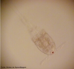 Microcrustáceo (copépode) observado ao microscópio de luz. <br /> Palavra-chave: micro, crustáceo, copépode, microcópio, biodiversidade, Zoologia, Biologia, Ciências.
