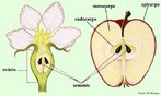 O fruto  uma estrutura presente em angiospermas e tem como funes: proteger sementes em desenvolvimento e auxiliar a disseminao destas. A semente  formada a partir do desenvolvimento do vulo, aps a fecundao. Palavras-chave: angiospermas, reproduo, cotildones, disperso, ovrio. 