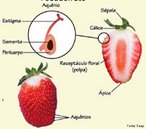 So estruturas suculentas que contm reservas nutritivas, mas que no so formadas a partir do ovrio, mas de diferentes partes de uma ou mais flores. Podem ser simples - provenientes do desenvolvimento do pednculo ou do receptculo de uma s flor - , compostos - provenientes do desenvolvimento do receptculo de uma nica flor, com muitos ovrios ou mltiplos - provenientes do desenvolvimento de ovrios de muitas flores de uma inflorescncia, que crescem juntos numa estrutura nica.<br /> <br /> Palavra-chave: angiospermas, botnica, frutos, tipos, abacaxi, morango, ma, caju.