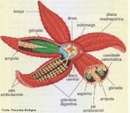 Equinodermo pentmero, com um disco central e braos dispostos radialmente. A boca encontra-se no centro da superfcie oral, virada diretamente para o substrato, rodeada por cinco mandbulas triangulares de placas mltiplas.  <br /> Palavra-chave: animal, invertebrado, regenerao, ps ambulacrrios.