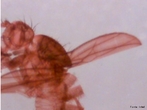 Microscopia de uma mosca de fruta. <br /> Palavra-chave: Microscopia, mosca, fruta, Zoologia, Biologia, Ciências.