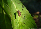 Caracteriza-se pelas pernas articuladas excepcionalmente longas em relao ao resto do corpo. De hbito noturno, habita quase todas as regies sendo comum tanto nos trpicos como nas zonas temperadas. Alimenta-se de pequenos invertebrados e  capaz de ingerir partes slidas, sem a necessidade de dissolver antes o alimento. No constri teias e no possui glndulas de veneno. Nas margens laterais da longa carapaa encontram-se as aberturas para um par de glndulas odorferas (repugnantes) para defesa.<br /> <br /> Palavra-chave: artrpodes, aracndeos, Opiliones, autoamputao, invertebrados.