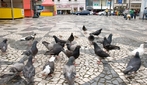 Filo Chordata, Classe das Aves, Ordem Columbidae, Famlia Columbiformes que inclui os pombos, pombas, rolas e rolinhas.H cerca de 300 espcies desta famlias distribudas em todos os continentes. Os columbdeos so aves de pequeno e mdio porte, com pescoo, bico e patas curtas, que se alimentam de sementes e frutos. <br /> Palavra-chave: Chordata, aves, Columbidae, Columbiformes, espcies, porte, Zoologia, Biologia, Cincias.