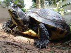 Animal pertencente a Classe Reptilia e a Ordem Chelonia. Apresenta uma carapaa crnea achatada que serve de proteo. Seu habitat  marinho e apresentam nadadeiras ao invs de patas.  <br /> Palavra-chave: Quelnios. Rpteis. Testudneos. Tartarugas.