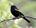 O tecelo  uma ave passeriforme da famlia Icteridae. Tem cerca de 20,5 centmetros.  delgado, de cauda longa, negra. Pode ser encontrado no interior da mata, com distribuio nos estados do Mato Grosso, Mato Grosso do Sul, Minas Gerais, Paran, Rio de Janeiro, Rio Grande do Sul, Santa Catarina, So Paulo e Sergipe. Gera, em mdia, 2 ninhadas por estao, com 3 ovos cada uma. <br /> Palavra-chave: soldado, melro, nhapim, pega, japim-soldado, passeriformes.