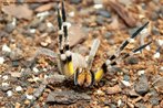 Esta espcie de aranha apresenta colorao cinza ou castanho escuro. Seu habitat natural so as bananeiras e folhagens, porm pode ser encontrada no interior de residncias. Apresenta comportamento agressivo e no tece teias. Quando adulta pode atingir at 17 cm de comprimento.<br /> <br /> Palavra-chave: artrpodes, aracndeos, quelceras, veneno, aranha armadeira.