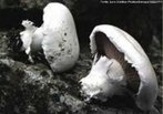 Agaricus bisporus