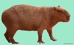 Capivara