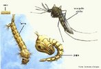 O ciclo de vida do mosquito Aedes aegypti apresenta uma fase aqutica e uma fase terrestre e,  composto por quatro fases de desenvolvimento: ovo, larva, pupa (correspondem  fase aqutica do ciclo) e adulto (correspondendo  fase terrestre). A fase de maior resistncia  a do ovo, pois o mesmo  resistente  dessecao por perodos que variam de 6 meses a 1 ano.<br /> <br /> Palavra-chave: artrpodes, inseto, fases, vetor, dengue, febre amarela.