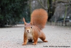  um roedor omnvoro que habita rvores, sendo muito comum por toda a Eursia.<br /> <br /> Palavra-chave: roedor, vermelho, rvores, biodiversidade, Zoologia, Biologia, Cincias.