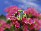 Inseto da ordem Mantodea, pertencente  Famlia Mantidae. H cerca de 2000 espcies de louva-a-deus, a maioria das quais em ambiente tropical e subtropical.<br /> <br /> Palavra-chave: Zoologia, Insetos, Mantodea, Mantidae, Tropical, Subtropical.