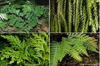 So plantas vasculares, sem semente e dependentes da gua para fecundao. Habitam ambientes sombrios e midos e so normalmente usadas como plantas ornamentais.<br /> <br /> Palavra-chave: metaphyta, esporfito, samambaias, avencas, cavalinhas, traquefitas.