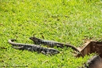 Teiú é o lagarto mais comum em cativeiro, no Brasil. Atinge até 1,4 m de comprimento. Cabeça comprida e pontiaguda, mandíbulas fortes providas de um grande número de pequenos dentes pontiagudos. Língua cor-de-rosa, comprida e bífida. Cauda longa e arredondada. Coloração geral negra, com manchas amareladas ou brancas sobre a cabeça e membros.<br /> <br /> Palavra-chave: lagarto, Teiú, cativeiro, Brasil, amarelo, Réptil, Zoologia, Biologia, Ciências. 