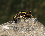 Salamandra