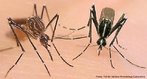 O vírus da dengue pode ser transmitido por duas espécies de mosquitos: o Aedes aegypti e o Aedes albopictus. A diferença morfológica está no tórax e na coloração dos mosquitos. O Aedes aegypti apresenta o desenho de uma lira - instrumento de cordas muito utilizado na antiguidade - enquanto o Aedes albopictus apresenta uma linha longitudinal, sendo mais escuro. Ambas apresentam patas rajadas.<br /> <br /> Palavra-chave: artrópodes, insetos, vetor, dengue, febre amarela.