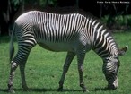 Mamfero herbvoro encontrado nas savanas africana (regio sul e central). Apresentam o corpo coberto de listras que vo escurecendo com a idade. A gestao da fmea dura por volta de 360 dias, nascendo apenas um filhote. Mede, em mdia, 2 metros de comprimento e 1,4 metros de altura. Tempo mdio de vida: 25 a 30 anos.<br /> <br /> Palavra-chave: 