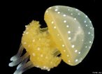 A água-viva Phyllorhyza punctata é comum na região Sudeste, chamando a atenção pelo colorido, algumas vezes encalhando às centenas nas praias. <br /> <br /> Palavra-chave: Cnidários, cnidoblastos, medusas, nematocisto.