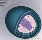 Seres unicelulares, procariontes e visveis ao microscpio ptico. Podem ser encontradas isoladas ou em colnias. No apresentam compartimentos internos diferenciados realizando funes diferentes, como mitocndrias e complexo Golgiense.<br /> <br /> Palavra-chave: monera, micro-organismos, procariontes, patognicas, benficas.