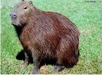 Capivara