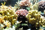 Invertebrados marinhos que constituem colônias coloridas e que podem formar recifes. Apresentam um exoesqueleto composto por carbonato de cálcio. Palavras-chave: cnidários, pólipos, antozoários, recifes de corais.<br /> 